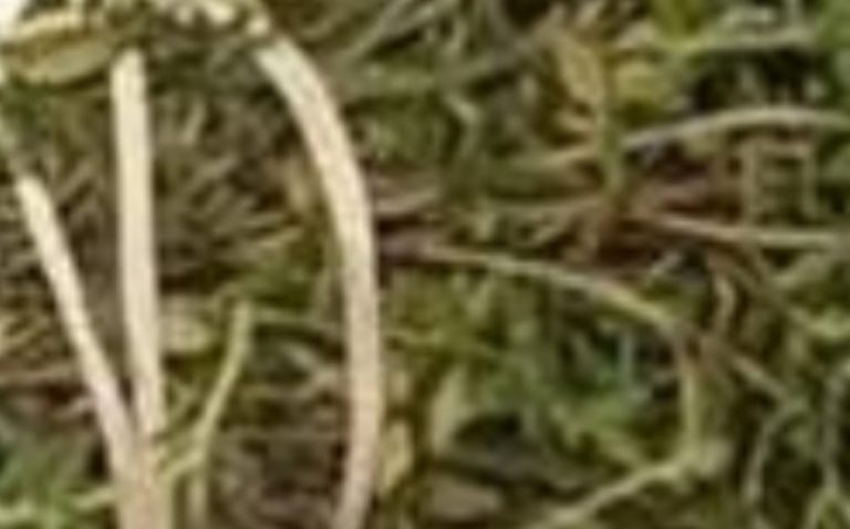 The Most Potent Herb That Destroys Parasites, Urinary Tract