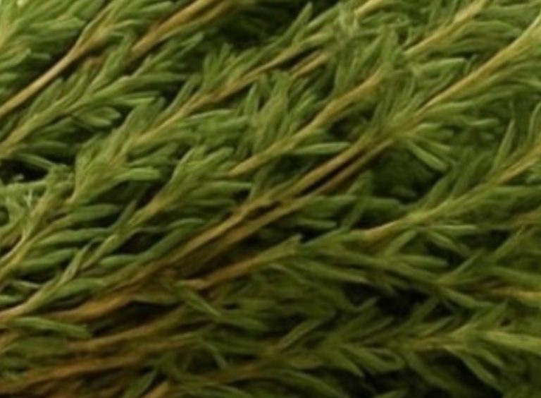 Oregano: Nature’s Small but Mighty Healer