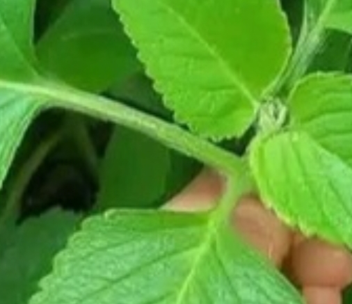 THE MOST POWERFUL PLANT